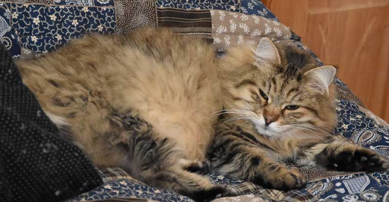 sibirisk katt Gabbie