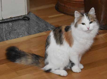 Sibirisk katt Tracie