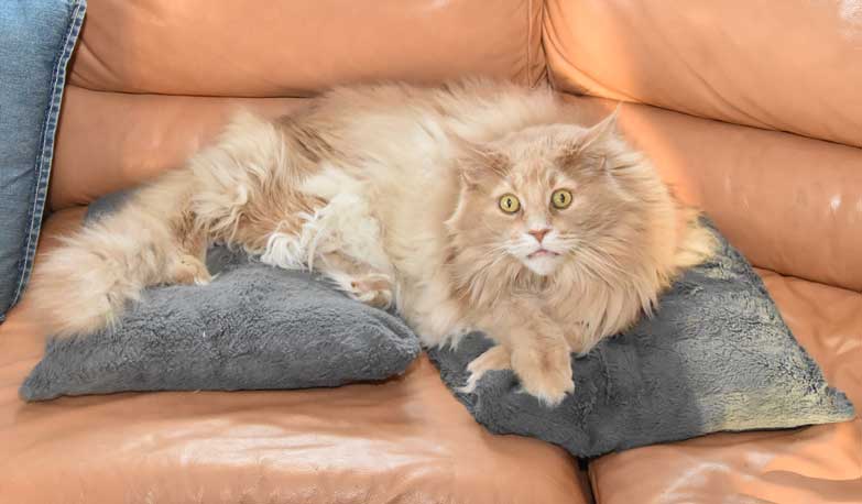 Maine Coon Mulle