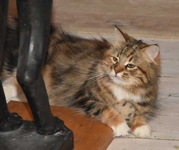 sibirisk katt Lillungen