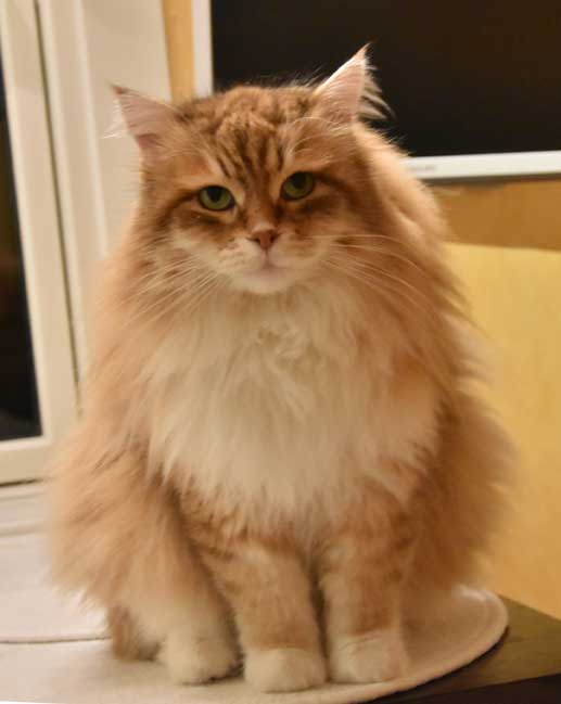 sibirisk katt Klimpen