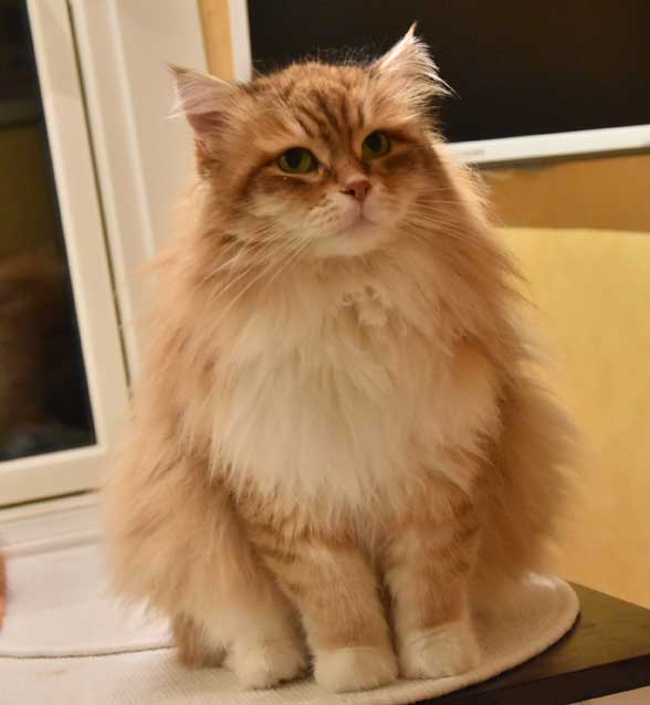 sibirisk katt Klimpen