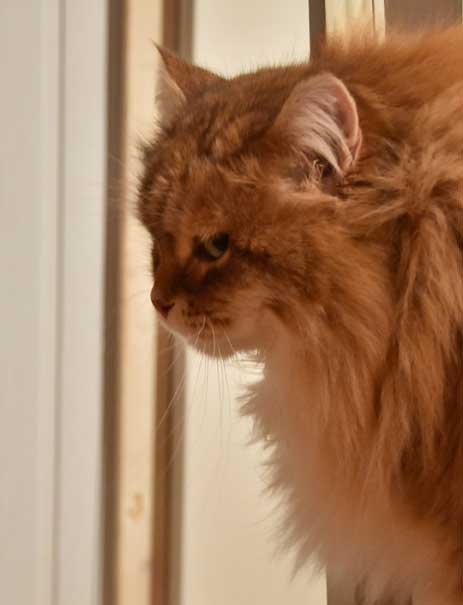 sibirisk katt Klimpen