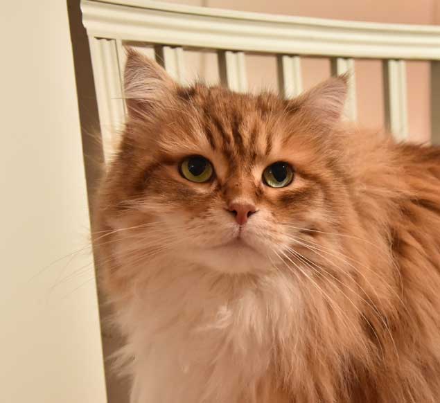 sibiriskkatt Klimpen