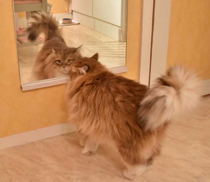 sibirisk katt Klimpen