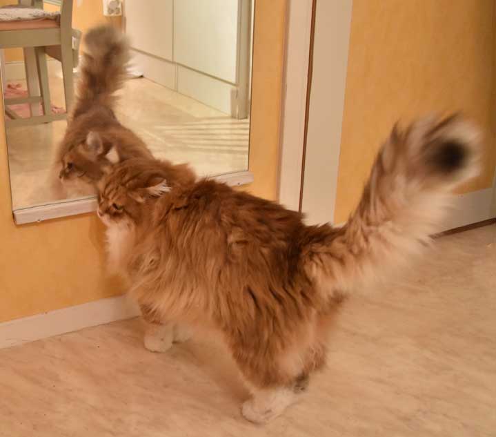 sibirisk katt Klimpen
