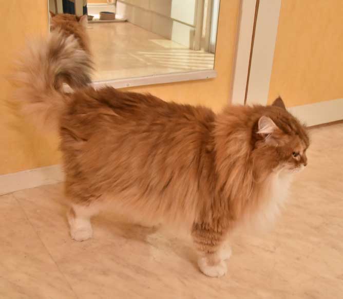 sibirisk katt Klimpen