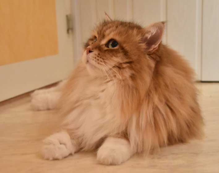 sibirisk katt Klimpen
