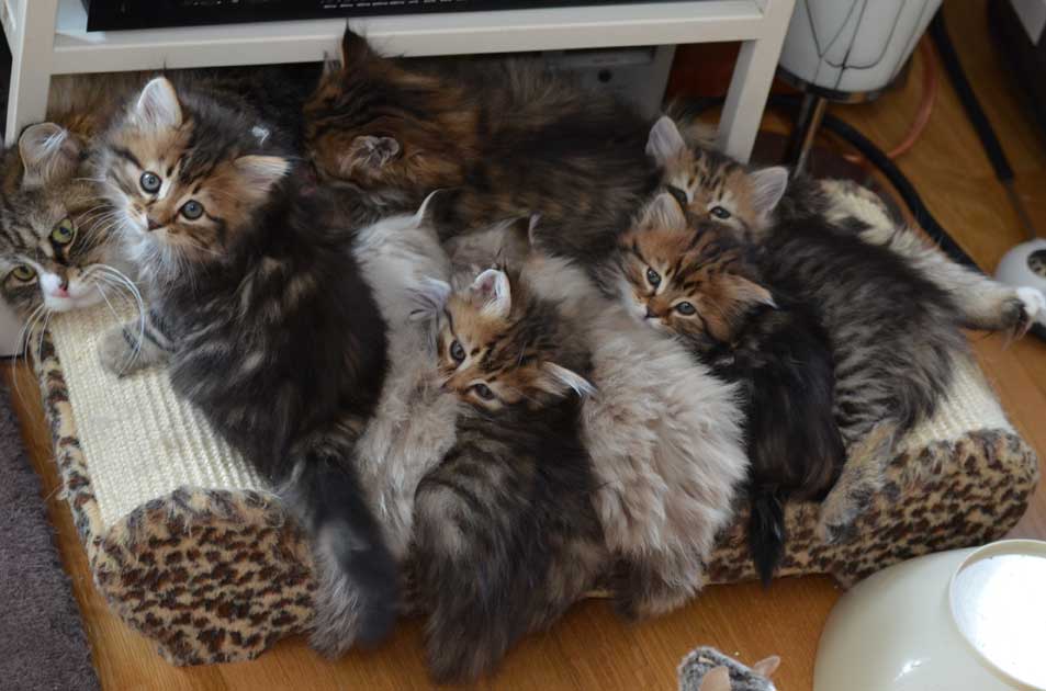 sibiriska kattungarna Oo-kullen