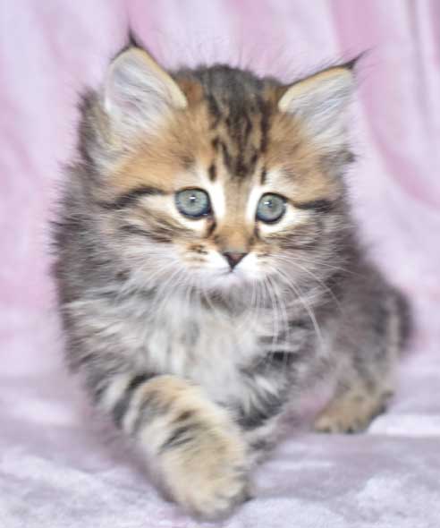 sibirisk kattunge Ohara