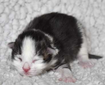 sibirisk katt Pluto