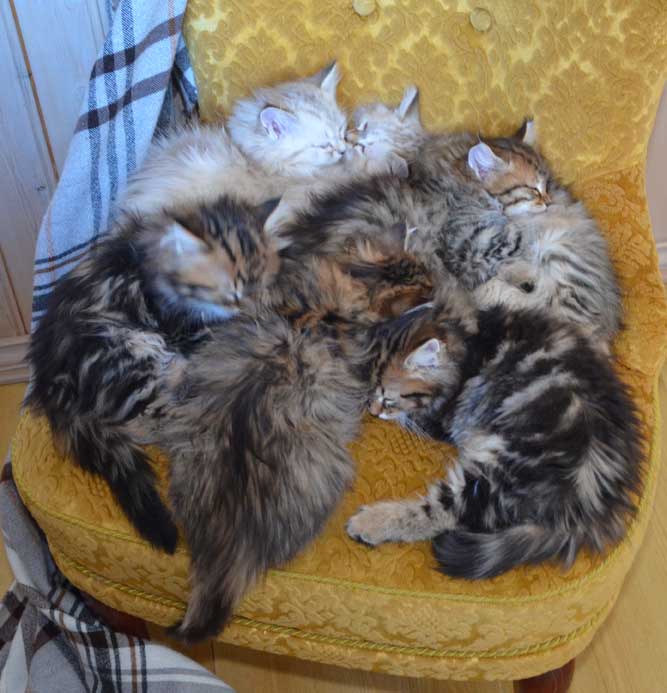 sibiriska kattungar Oo-kullen