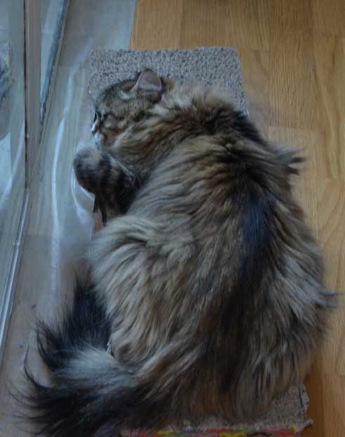 sibirisk katt Mitzi