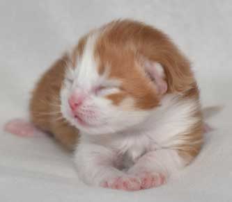 sibirisk kattunge Pollux