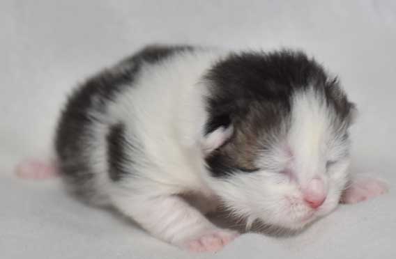 sibirisk kattunge Polaris