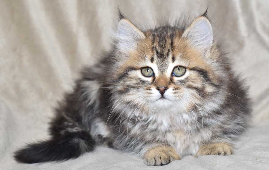 sibirisk katt Ohara