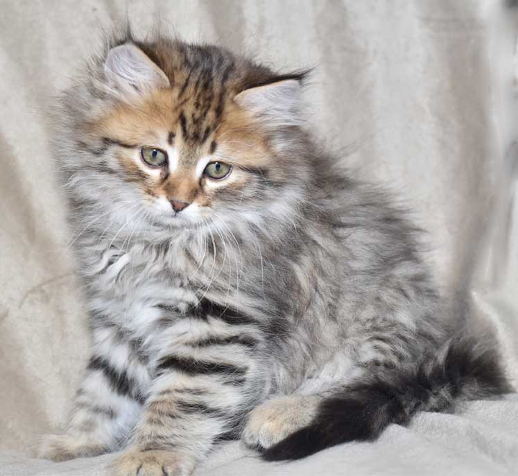 sibirisk kattunge Odin