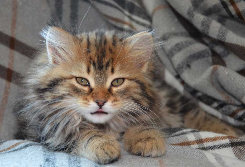 sibirisk kattunge Olga