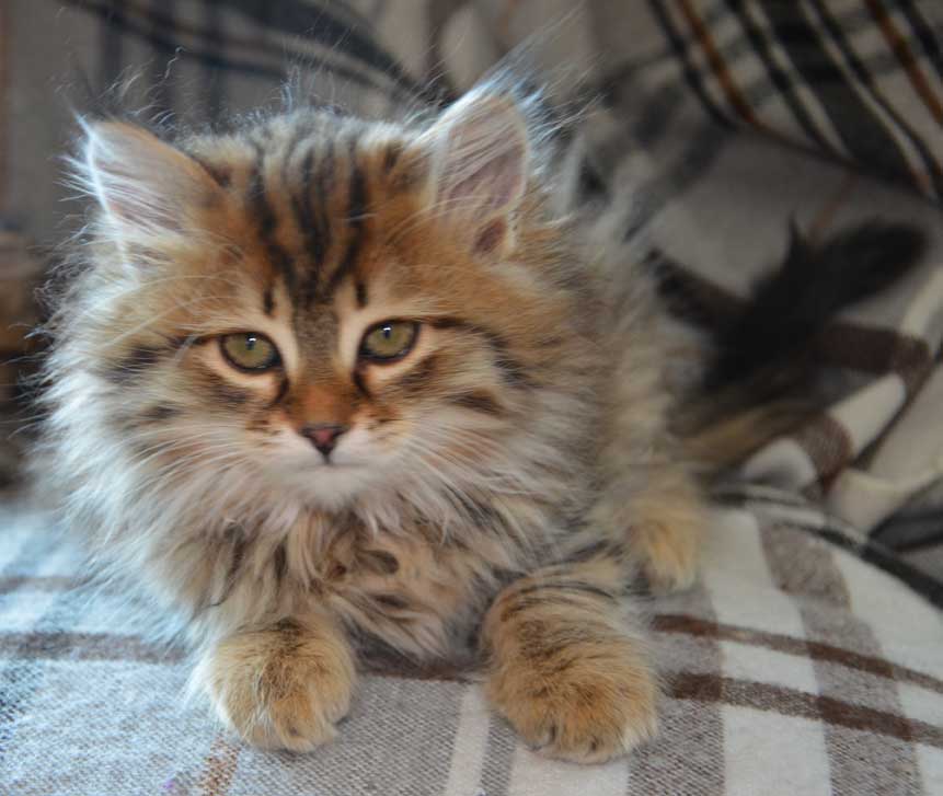 sibirisk kattunge Orinda