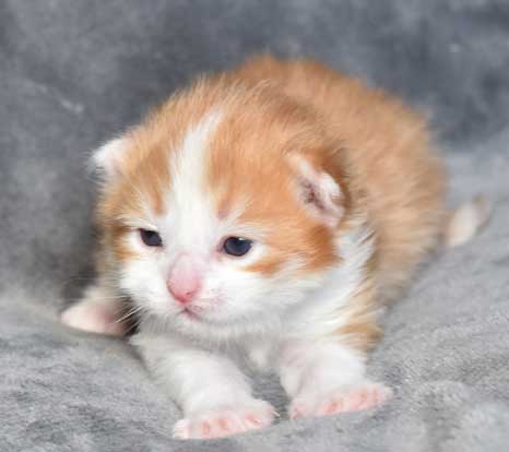 sibirisk katt Pollux