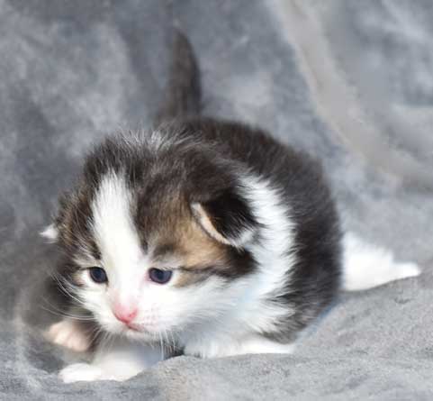 aibirisk kattunge Pluto