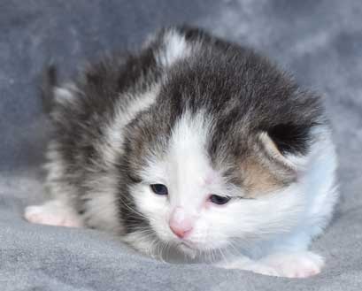 sibirisk kattunge Polaris