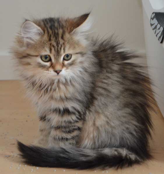 sibirisk kattunge Odilia