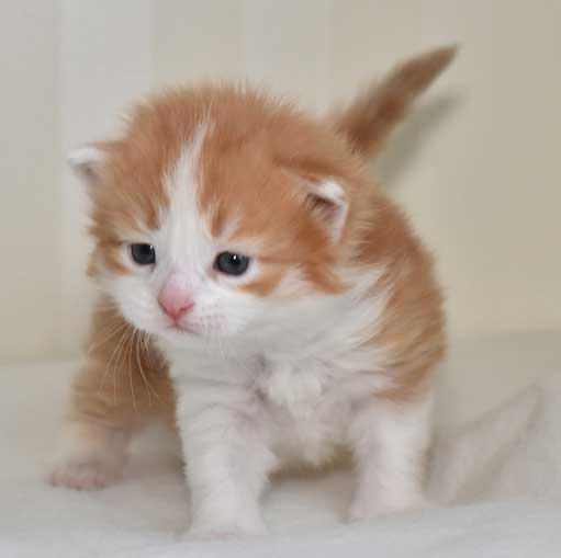 sibirisk katt Pollux