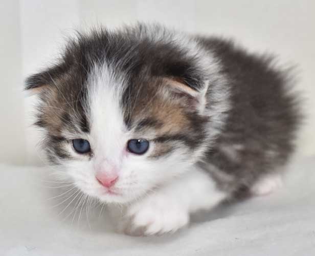 sibirisk kattunge Pluto
