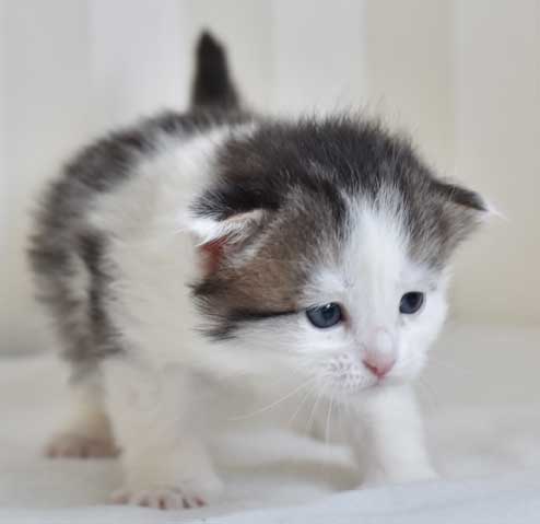 sibirisk kattunge Polaris