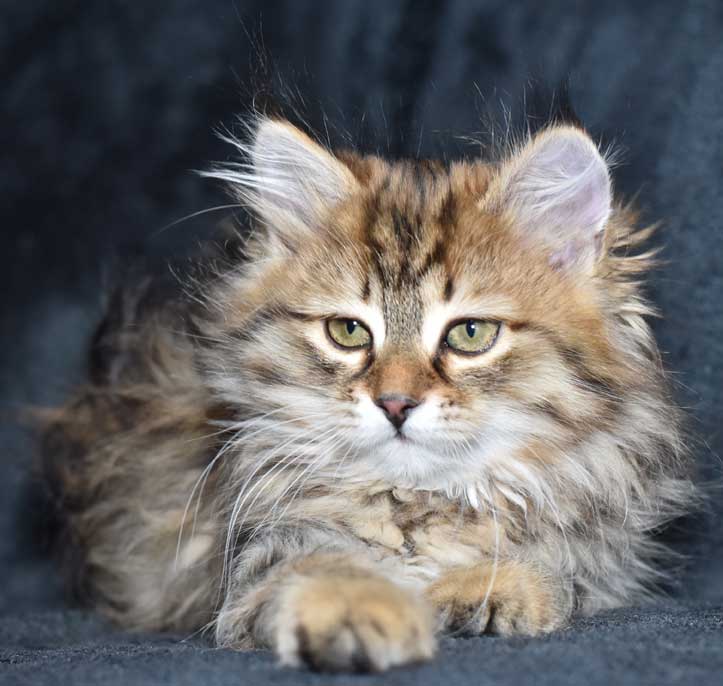 sibirisk katt Odilia