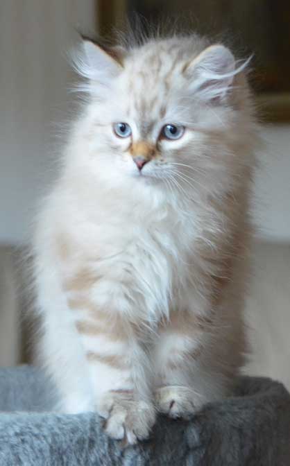 Neva masquerade kattunge Orion
