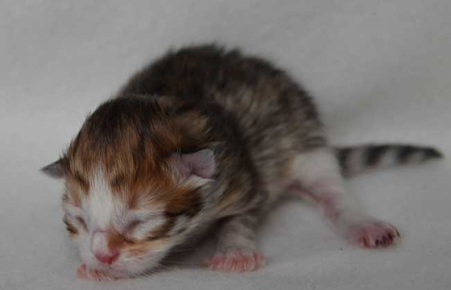sibirisk kattunge Quadri