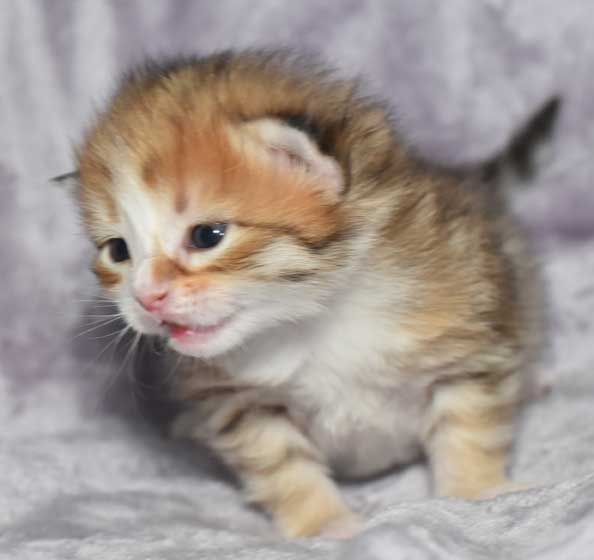 sibirisk kattunge Quadri