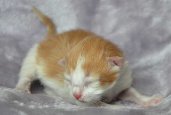 sibirisk kattunge Rost