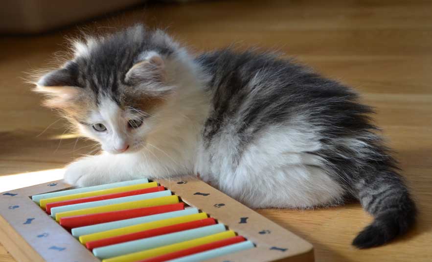 sibirisk kattunge Polaris