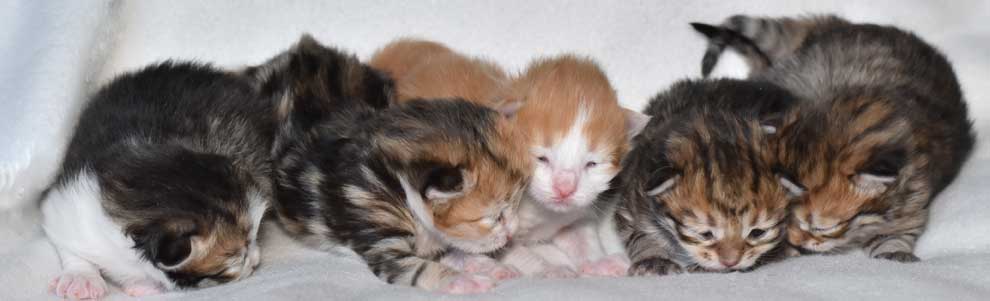 sibirisk kattungar Rr-kull