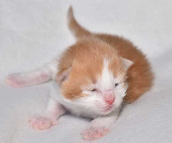 sibirisk kattunge Rost