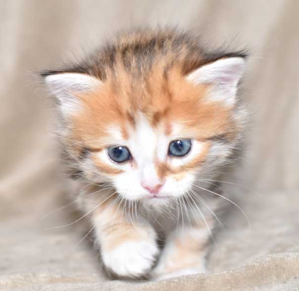 sibirisk kattunge Quadri