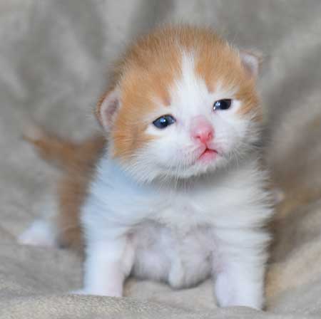 sibirisk kattunge Rost