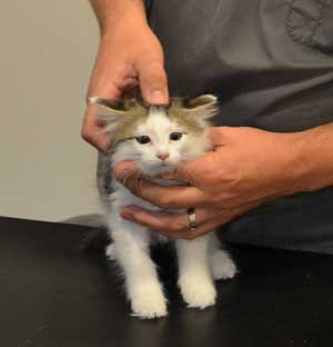 sibirisk kattunge Polaris