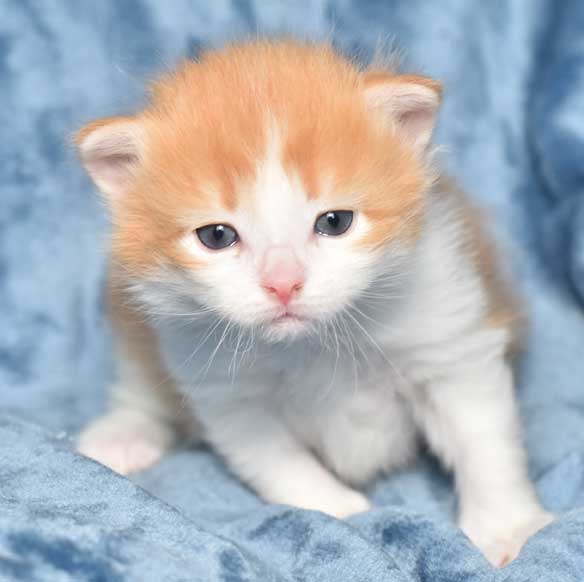 sibirisk kattunge Rost