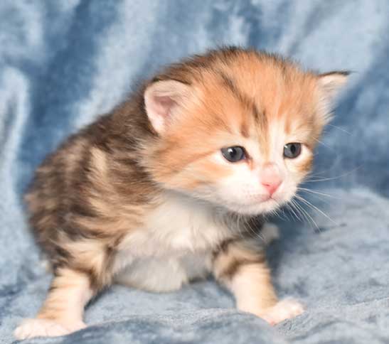 sibirisk kattunge Rhea