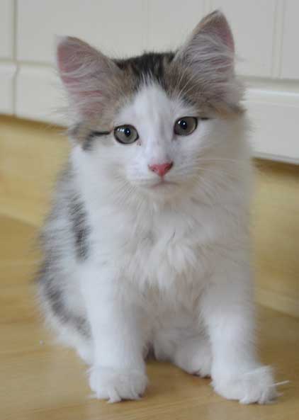 sibirisk kattunge Polaris