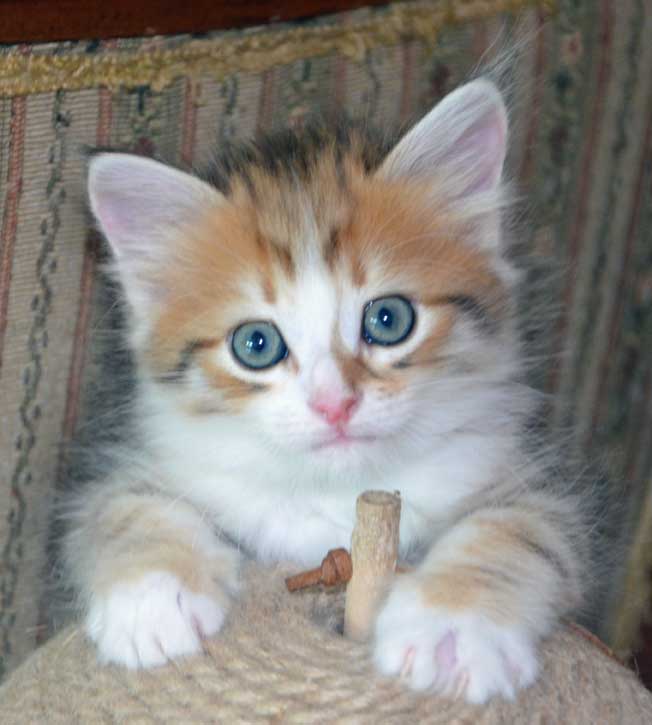 sibirisk kattunge Quadri