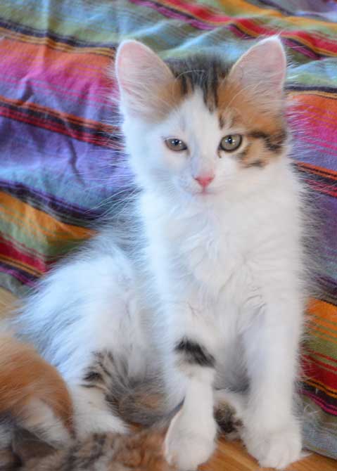sibirisk kattunge Puck