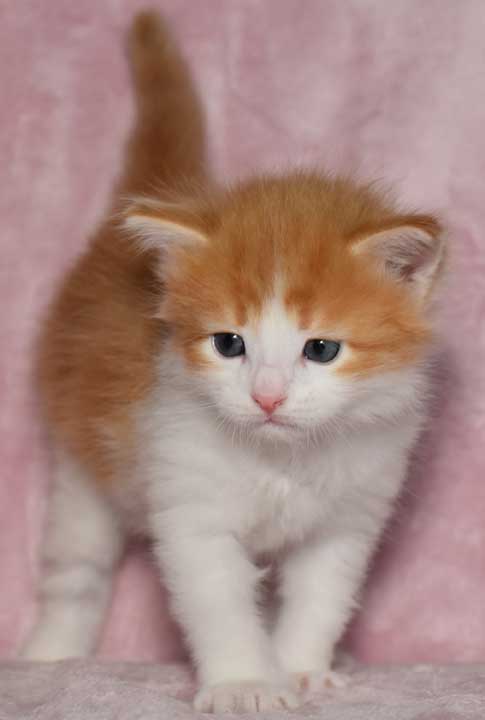 sibirisk kattunge Rost