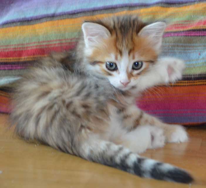sibirisk kattunge Quadri