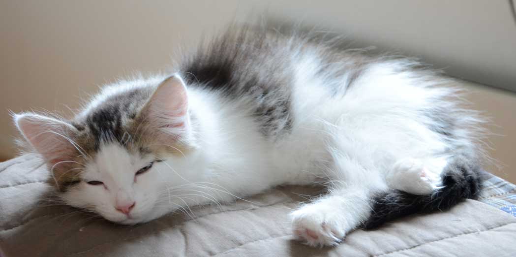 sibirisk kattunge Polaris