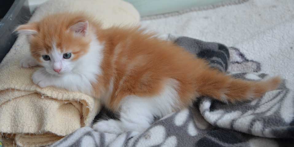 sibirisk kattunge Rost